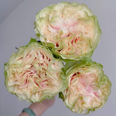 Green Mayra's Rose